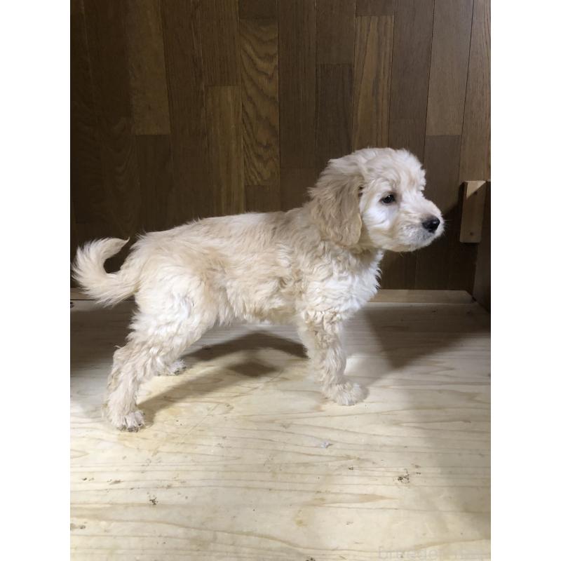 販売中の兵庫県のゴールデンドゥードル:ゴールデンレトリーバー×プードル-444194の15枚目