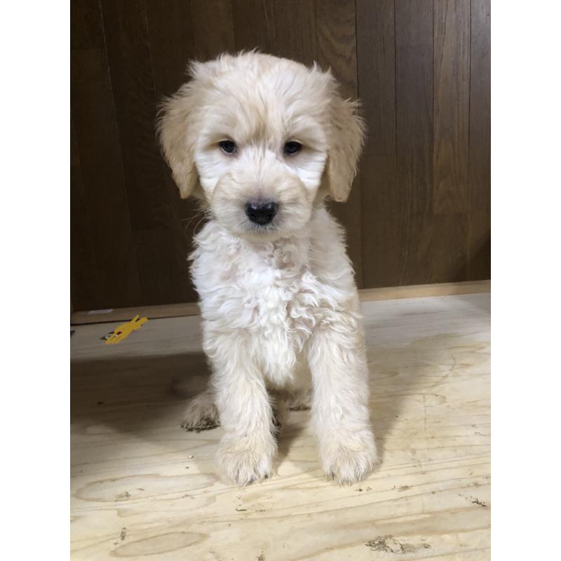 販売中の兵庫県のゴールデンドゥードル:ゴールデンレトリーバー×プードル-444194の14枚目