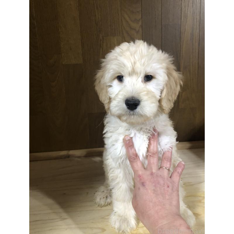 販売中の兵庫県のゴールデンドゥードル:ゴールデンレトリーバー×プードル-444194の12枚目