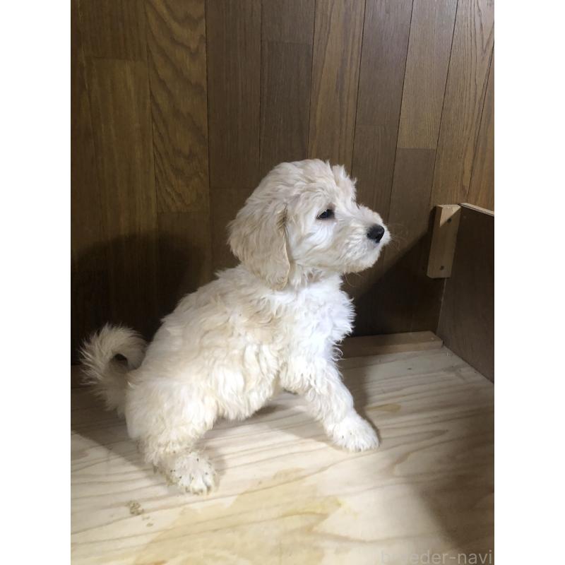 販売中の兵庫県のゴールデンドゥードル:ゴールデンレトリーバー×プードル-444194の11枚目