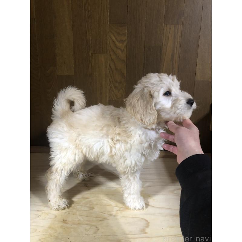 販売中の兵庫県のゴールデンドゥードル:ゴールデンレトリーバー×プードル-444194の10枚目