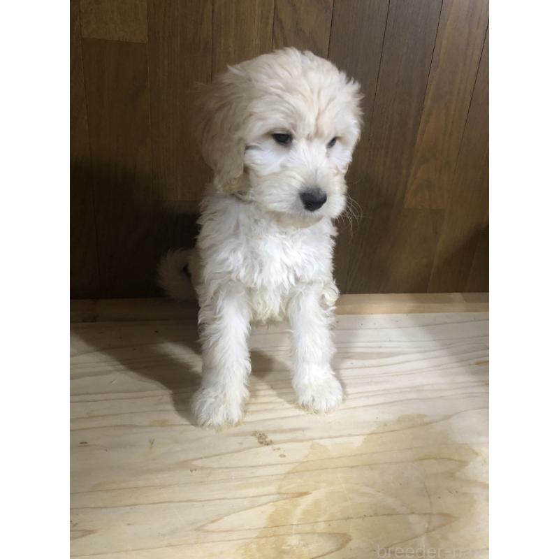 販売中の兵庫県のゴールデンドゥードル:ゴールデンレトリーバー×プードル-444194の9枚目