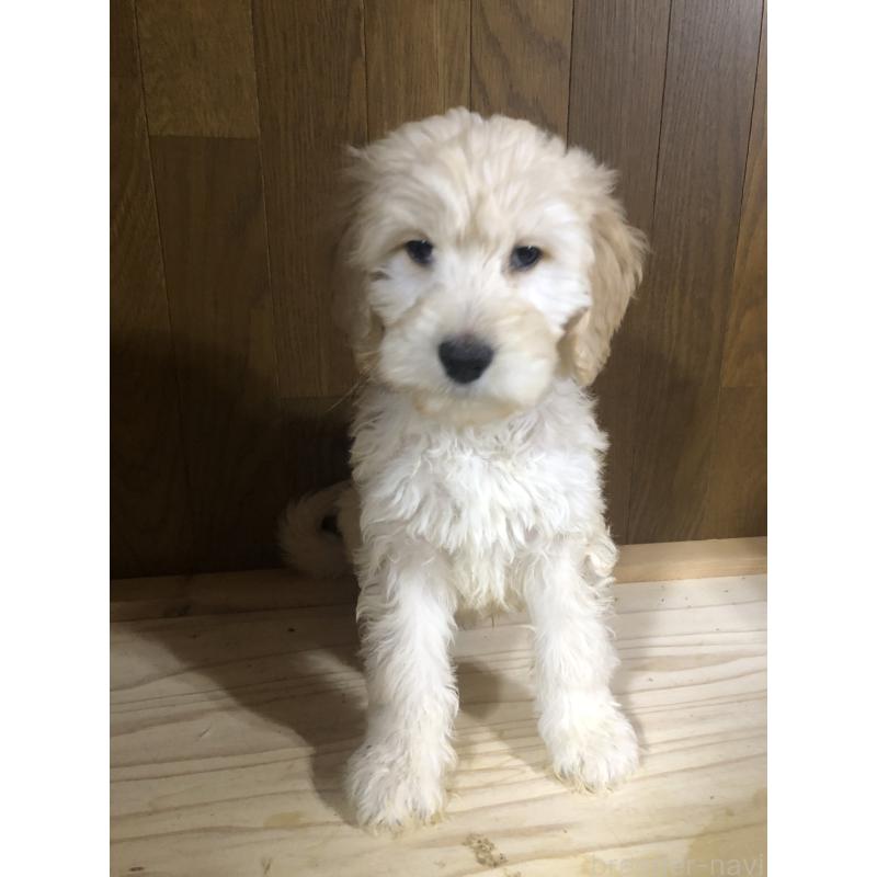 販売中の兵庫県のゴールデンドゥードル:ゴールデンレトリーバー×プードル-444194の8枚目