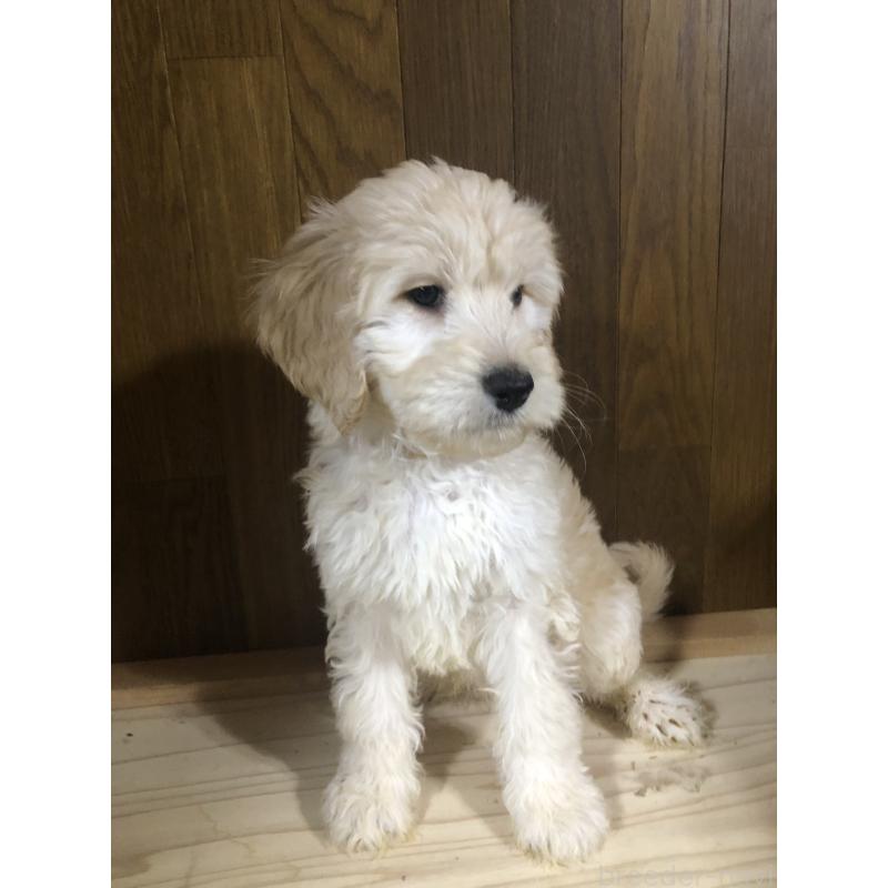 販売中の兵庫県のゴールデンドゥードル:ゴールデンレトリーバー×プードル-444194の3枚目