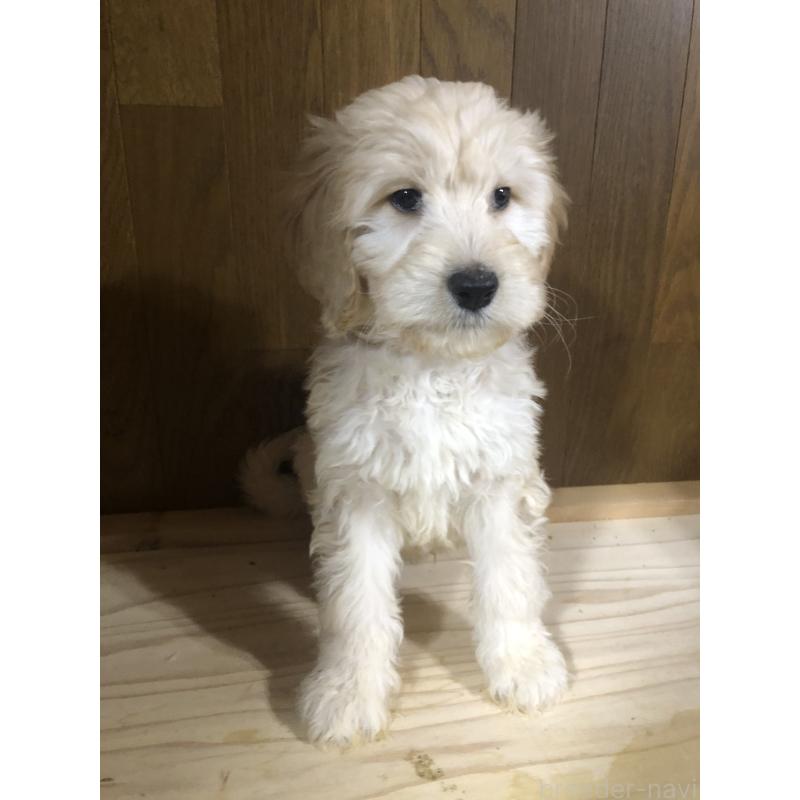 販売中の兵庫県のゴールデンドゥードル:ゴールデンレトリーバー×プードル-444194の2枚目