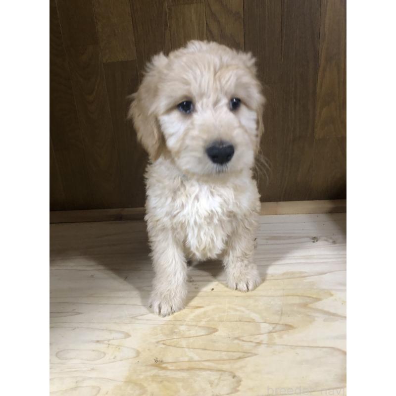 販売中の兵庫県のゴールデンドゥードル:ゴールデンレトリーバー×プードル-444195の13枚目