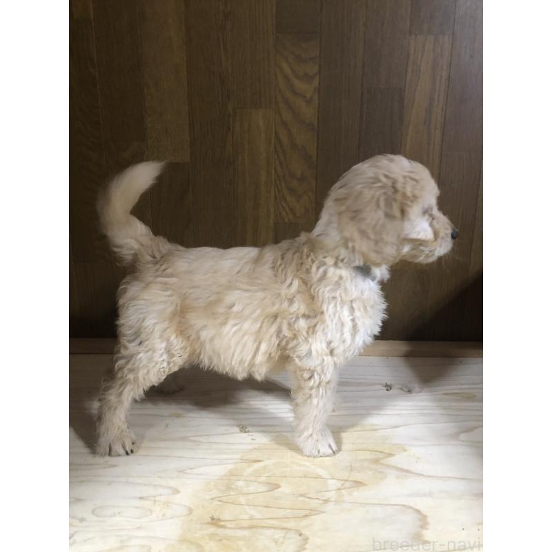 販売中の兵庫県のゴールデンドゥードル:ゴールデンレトリーバー×プードル-444195の12枚目