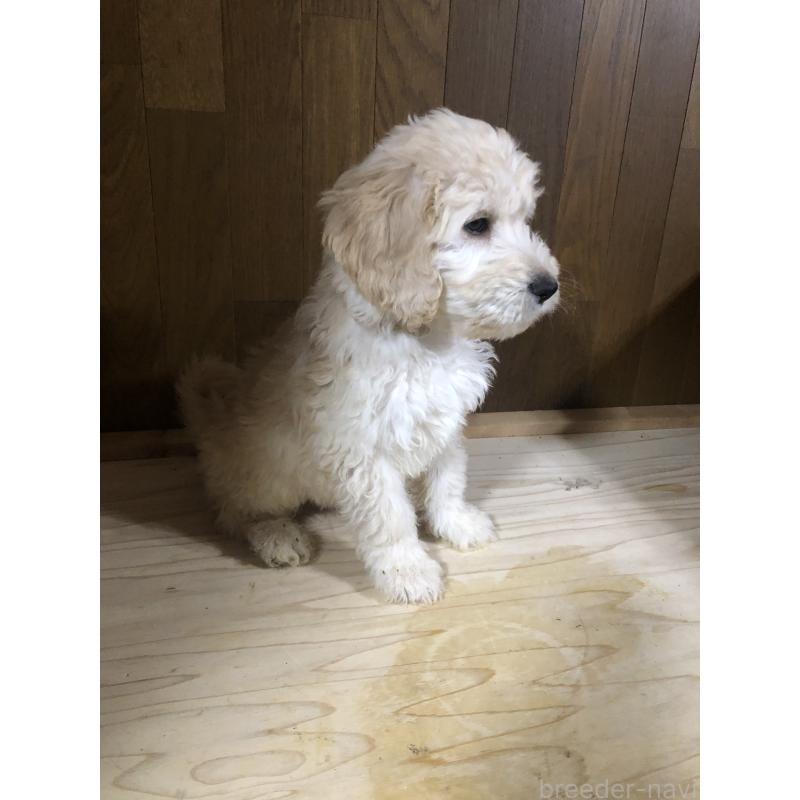 販売中の兵庫県のゴールデンドゥードル:ゴールデンレトリーバー×プードル-444195の11枚目