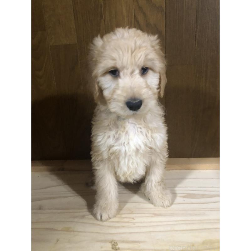 販売中の兵庫県のゴールデンドゥードル:ゴールデンレトリーバー×プードル-444195の10枚目