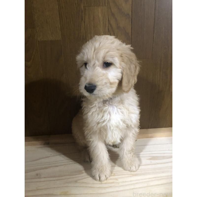 販売中の兵庫県のゴールデンドゥードル:ゴールデンレトリーバー×プードル-444195の9枚目