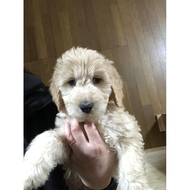 販売中の兵庫県のゴールデンドゥードル:ゴールデンレトリーバー×プードル-444195の7枚目