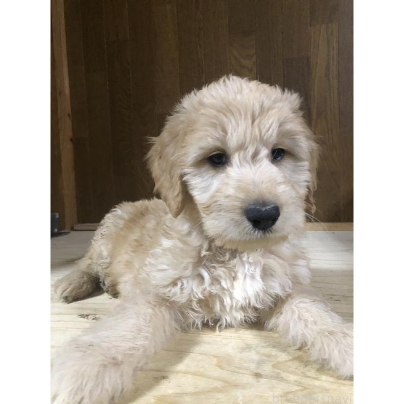 販売中の兵庫県のゴールデンドゥードル:ゴールデンレトリーバー×プードル-444195の6枚目
