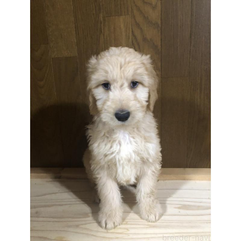 販売中の兵庫県のゴールデンドゥードル:ゴールデンレトリーバー×プードル-444195の4枚目