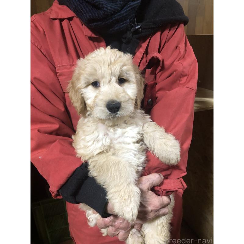 販売中の兵庫県のゴールデンドゥードル:ゴールデンレトリーバー×プードル-444195の3枚目