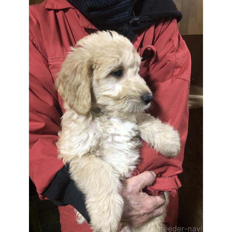 販売中の兵庫県のゴールデンドゥードル:ゴールデンレトリーバー×プードル-444195の2枚目