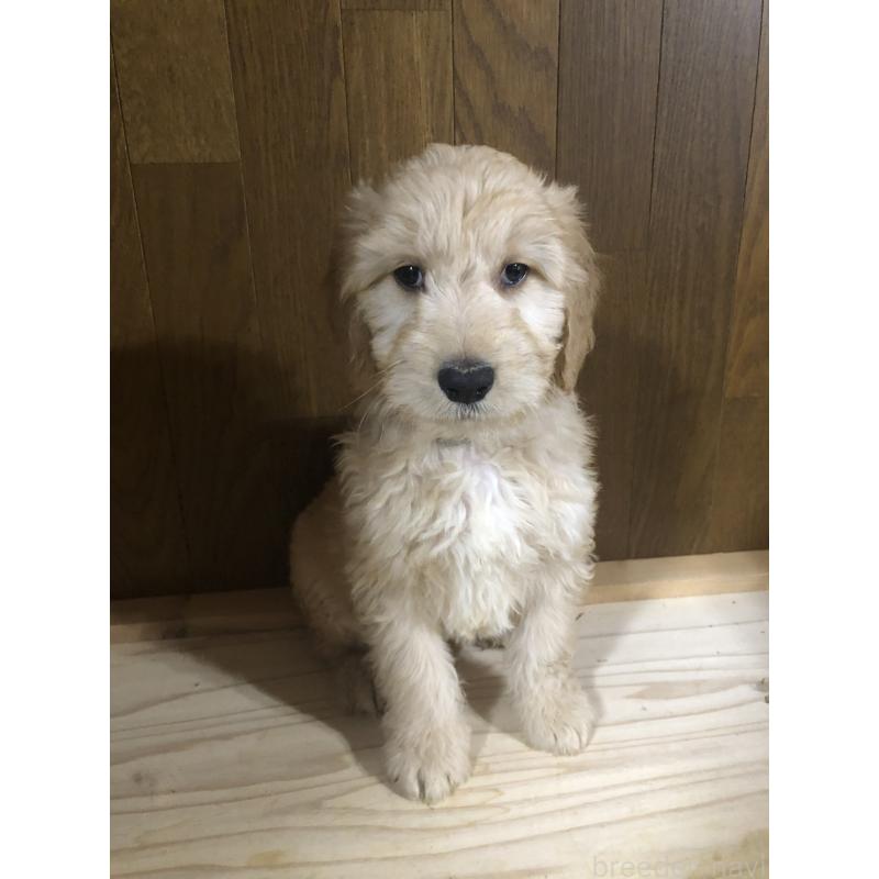 販売中の兵庫県のゴールデンドゥードル:ゴールデンレトリーバー×プードル-444195の1枚目