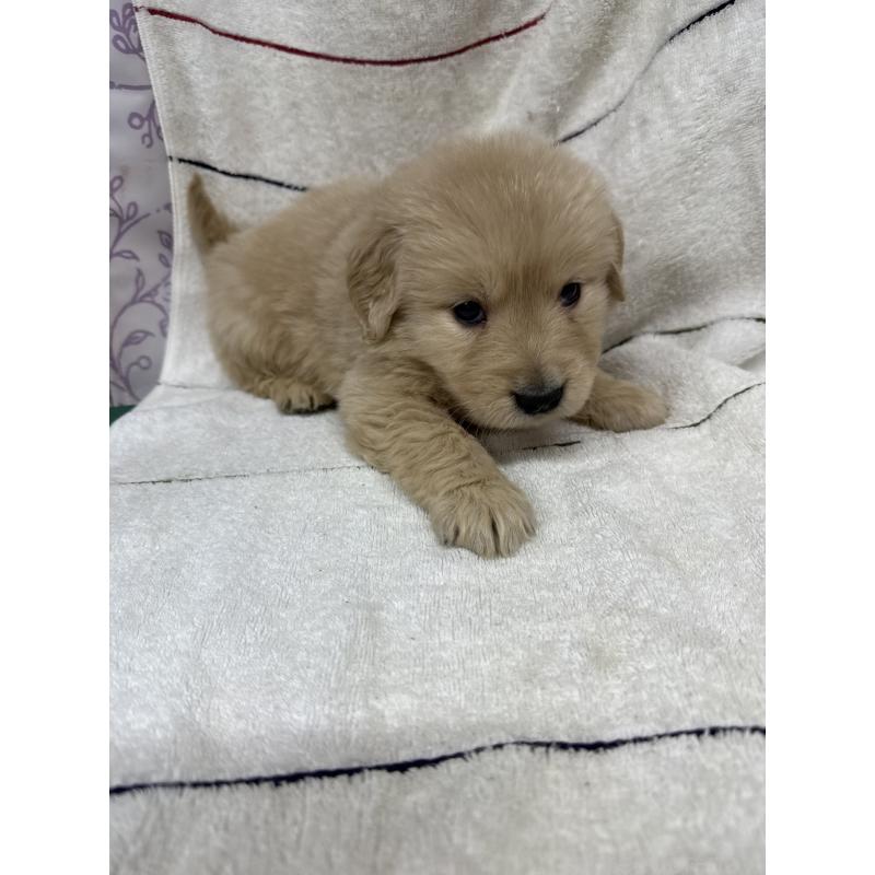 成約済の長野県のゴールデンレトリーバー-438126の1枚目