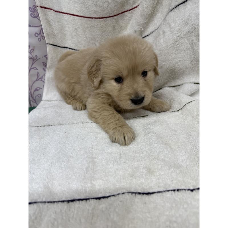 成約済の長野県のゴールデンレトリーバー-438126の2枚目