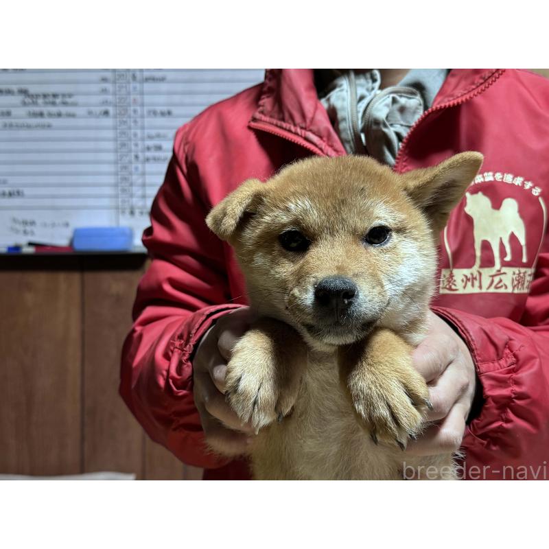 成約済の千葉県の柴犬-430900の2枚目