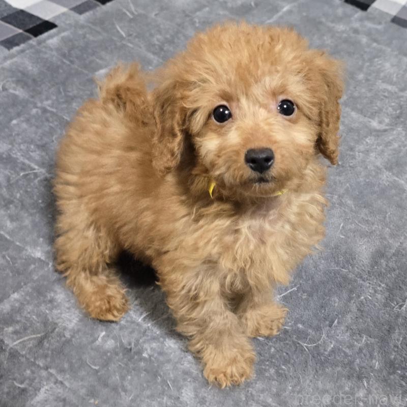 販売中の岡山県のトイプードル-430821