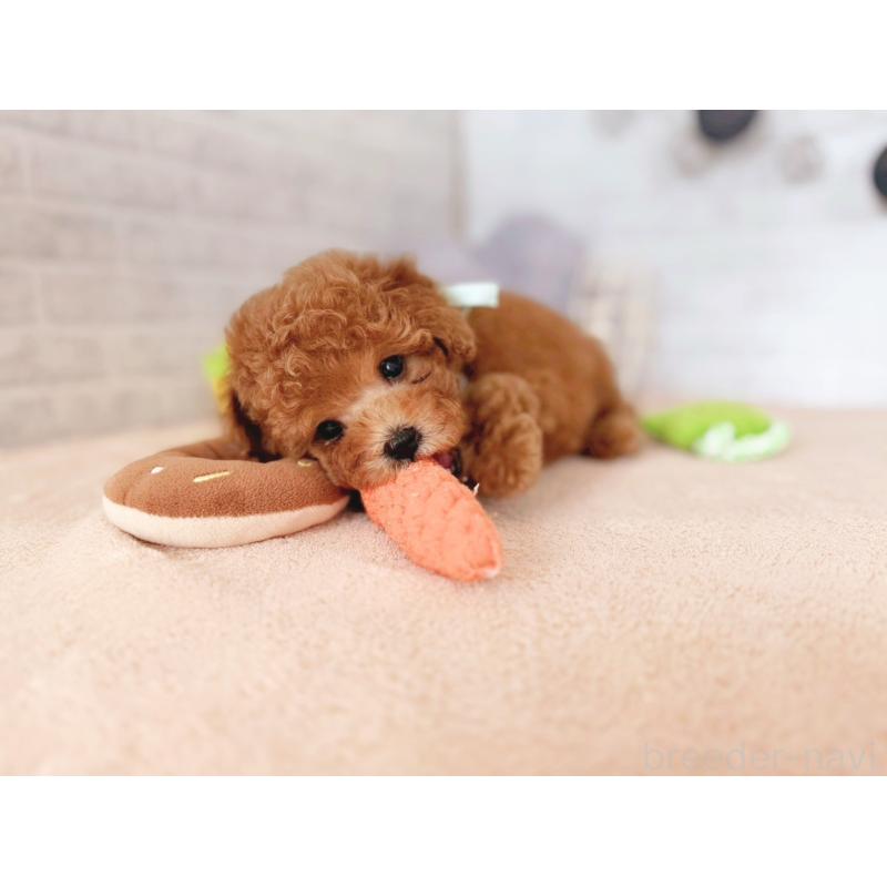 販売中の北海道のタイニープードル-444199の4枚目