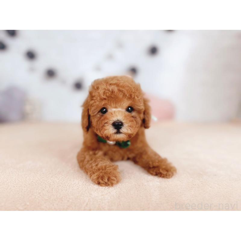 販売中の北海道のタイニープードル-444199の3枚目