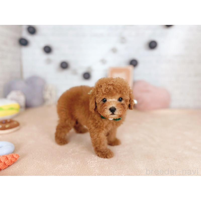 販売中の北海道のタイニープードル-444199の2枚目