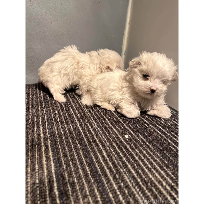 成約済の静岡県のマルチーズ-438850の6枚目