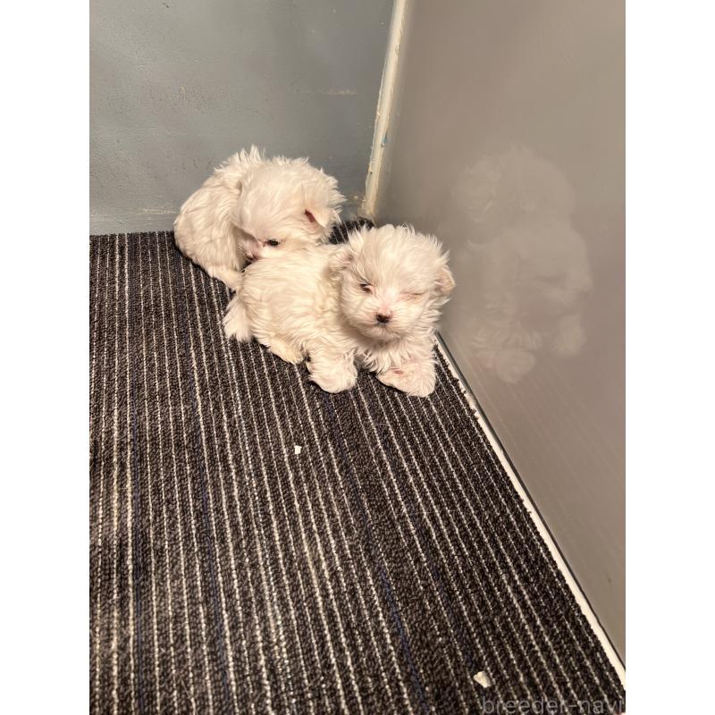 成約済の静岡県のマルチーズ-438850の4枚目