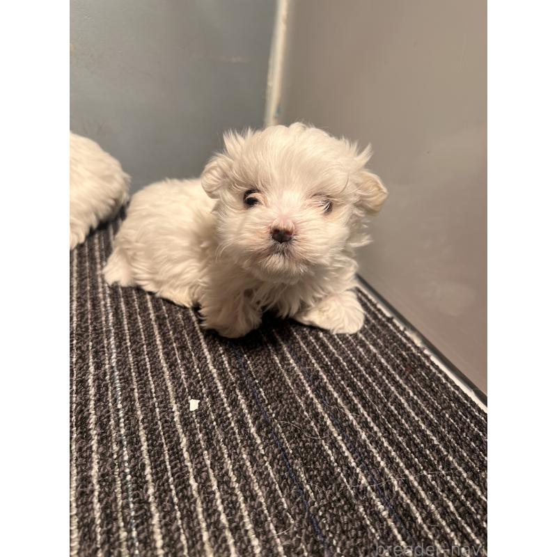 成約済の静岡県のマルチーズ-438850の3枚目