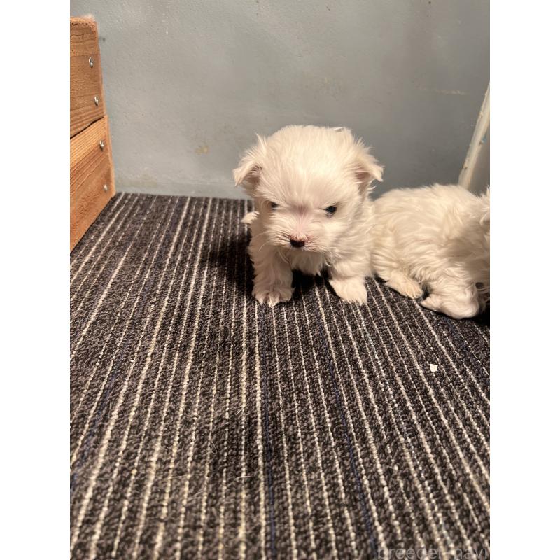 成約済の静岡県のマルチーズ-438850の2枚目