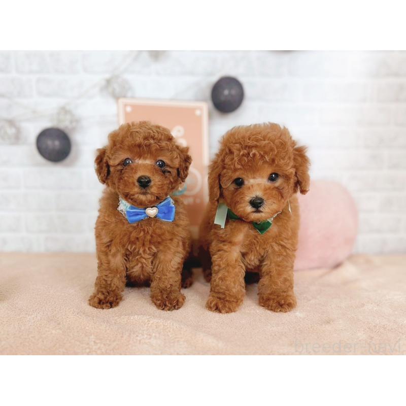 販売中の北海道のタイニープードル-444200の5枚目