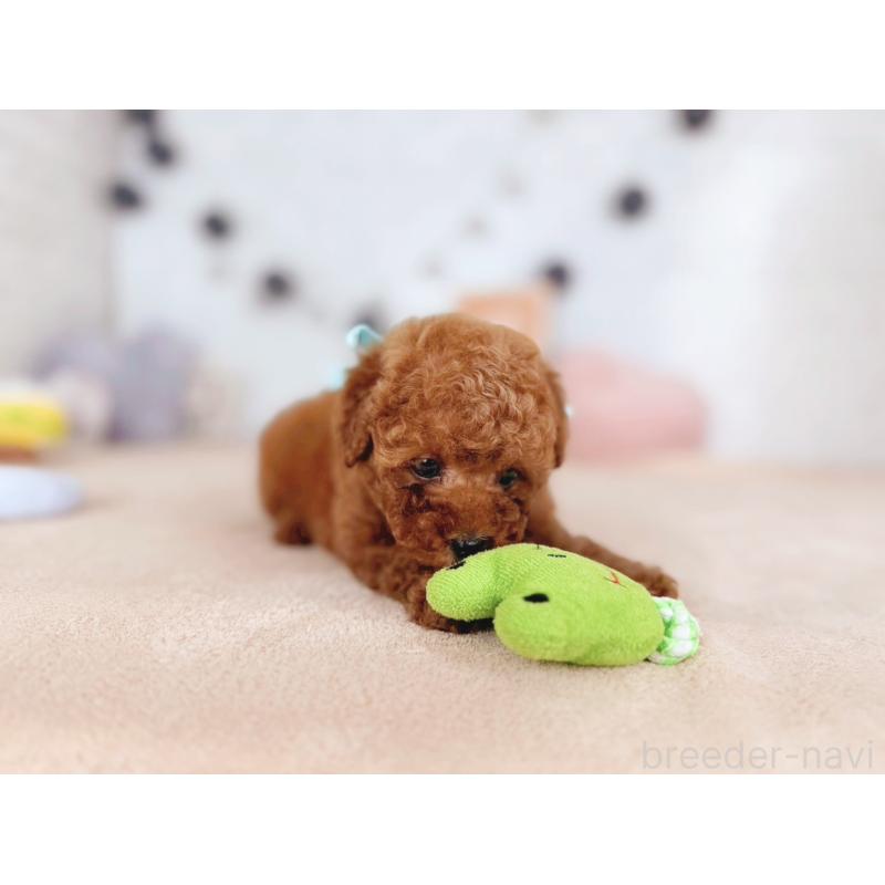 販売中の北海道のタイニープードル-444200の4枚目