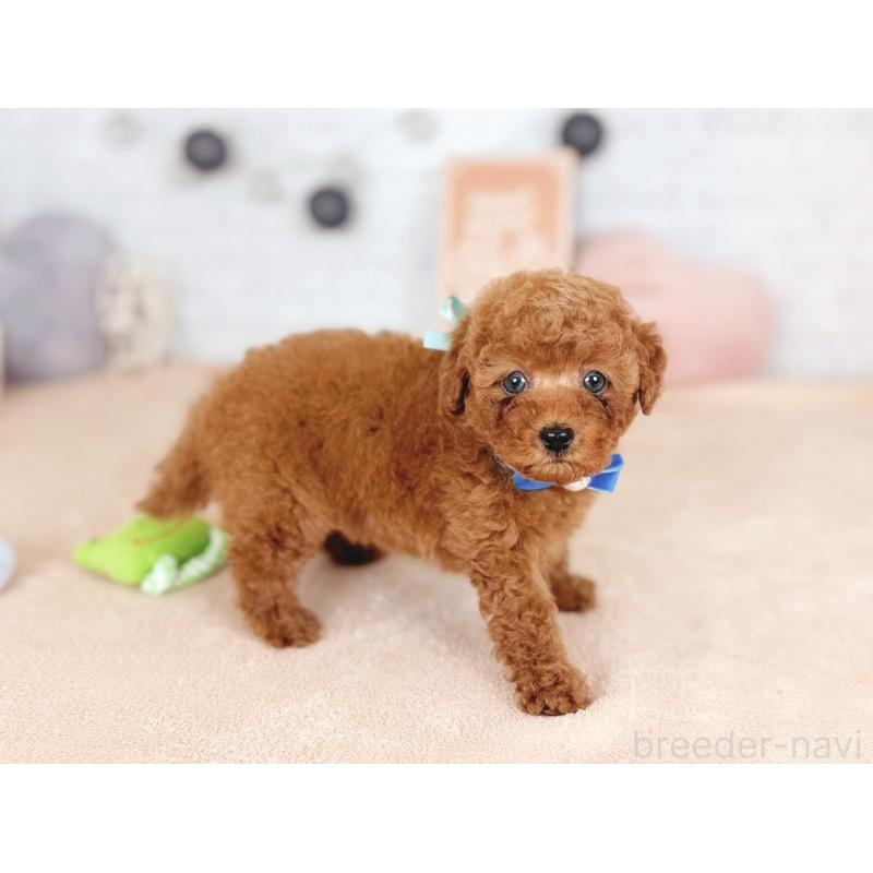 販売中の北海道のタイニープードル-444200の3枚目