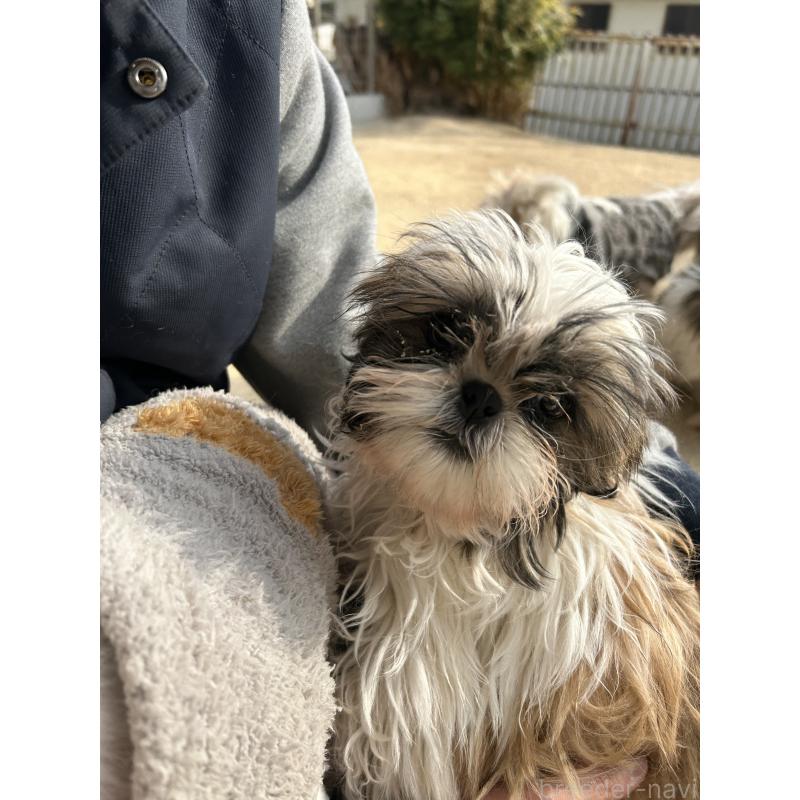 販売中の兵庫県のシーズー-426682の2枚目