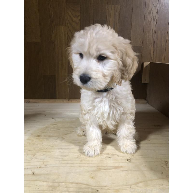販売中の兵庫県のゴールデンドゥードル:ゴールデンレトリーバー×プードル-444204の13枚目