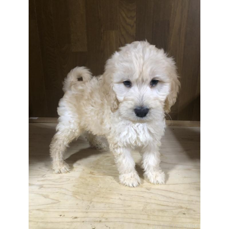 販売中の兵庫県のゴールデンドゥードル:ゴールデンレトリーバー×プードル-444204の11枚目