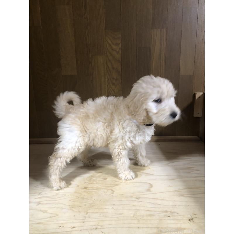 販売中の兵庫県のゴールデンドゥードル:ゴールデンレトリーバー×プードル-444204の10枚目