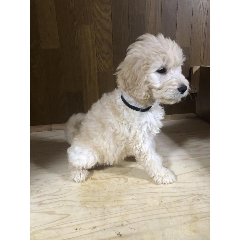 販売中の兵庫県のゴールデンドゥードル:ゴールデンレトリーバー×プードル-444204の9枚目