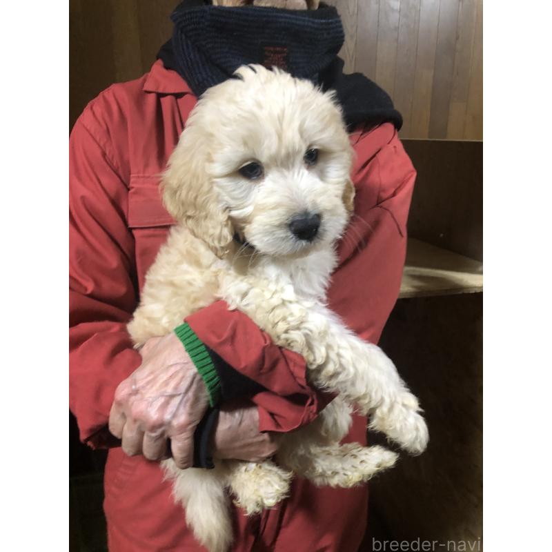 販売中の兵庫県のゴールデンドゥードル:ゴールデンレトリーバー×プードル-444204の7枚目