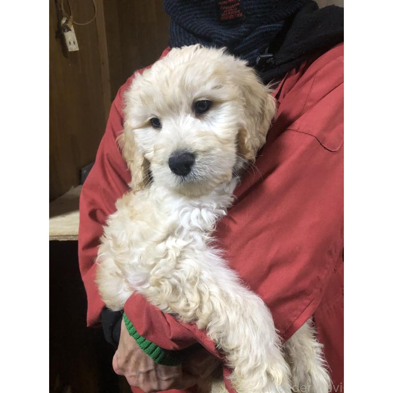 販売中の兵庫県のゴールデンドゥードル:ゴールデンレトリーバー×プードル-444204の6枚目