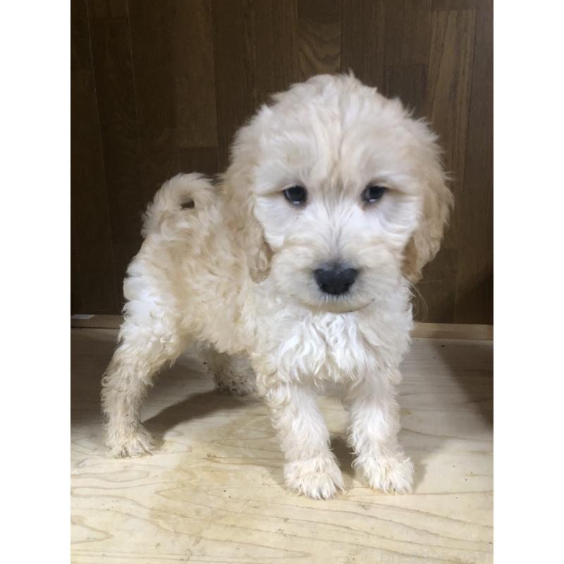 販売中の兵庫県のゴールデンドゥードル:ゴールデンレトリーバー×プードル-444204の5枚目