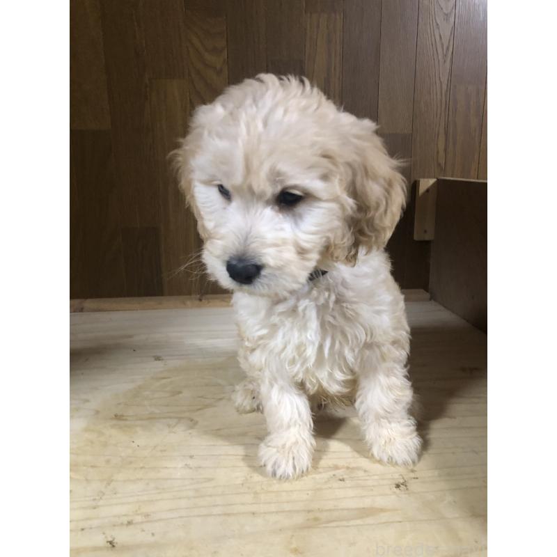 販売中の兵庫県のゴールデンドゥードル:ゴールデンレトリーバー×プードル-444204の4枚目