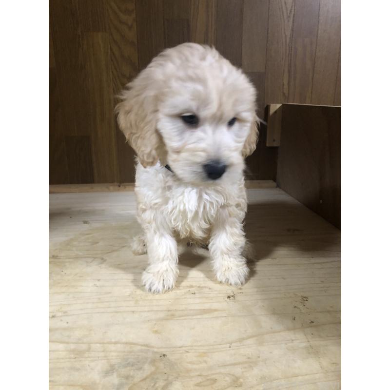 販売中の兵庫県のゴールデンドゥードル:ゴールデンレトリーバー×プードル-444204の3枚目