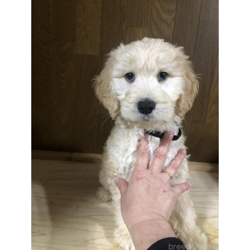 販売中の兵庫県のゴールデンドゥードル:ゴールデンレトリーバー×プードル-444204の2枚目