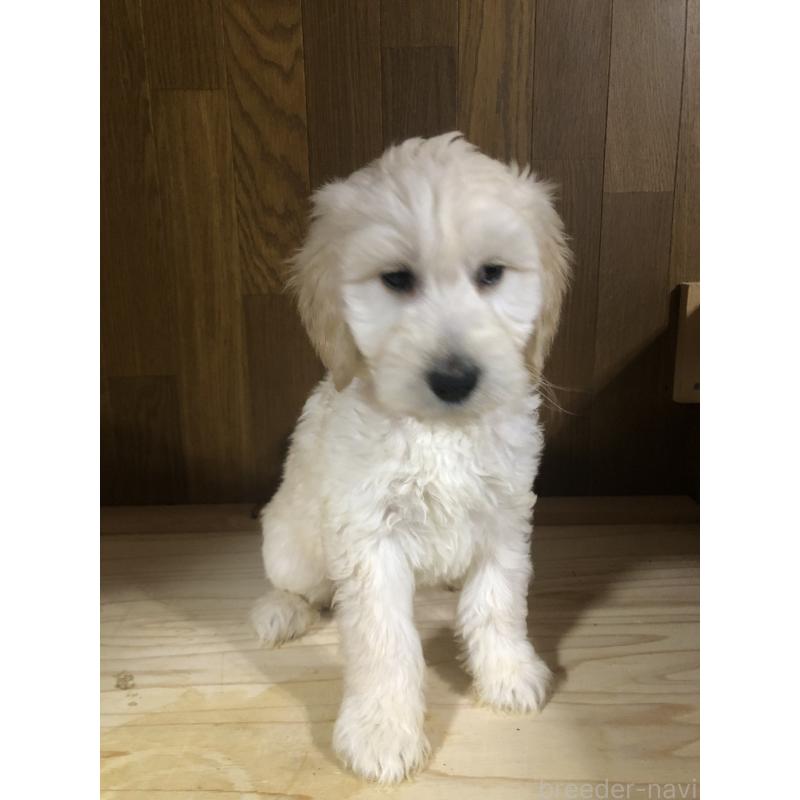 販売中の兵庫県のゴールデンドゥードル:ゴールデンレトリーバー×プードル-444205の14枚目