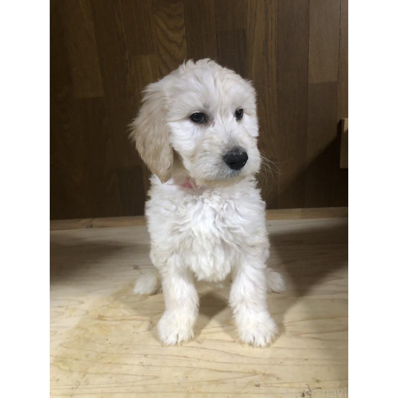 販売中の兵庫県のゴールデンドゥードル:ゴールデンレトリーバー×プードル-444205の13枚目