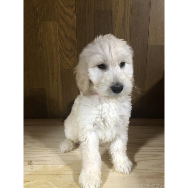 販売中の兵庫県のゴールデンドゥードル:ゴールデンレトリーバー×プードル-444205の12枚目