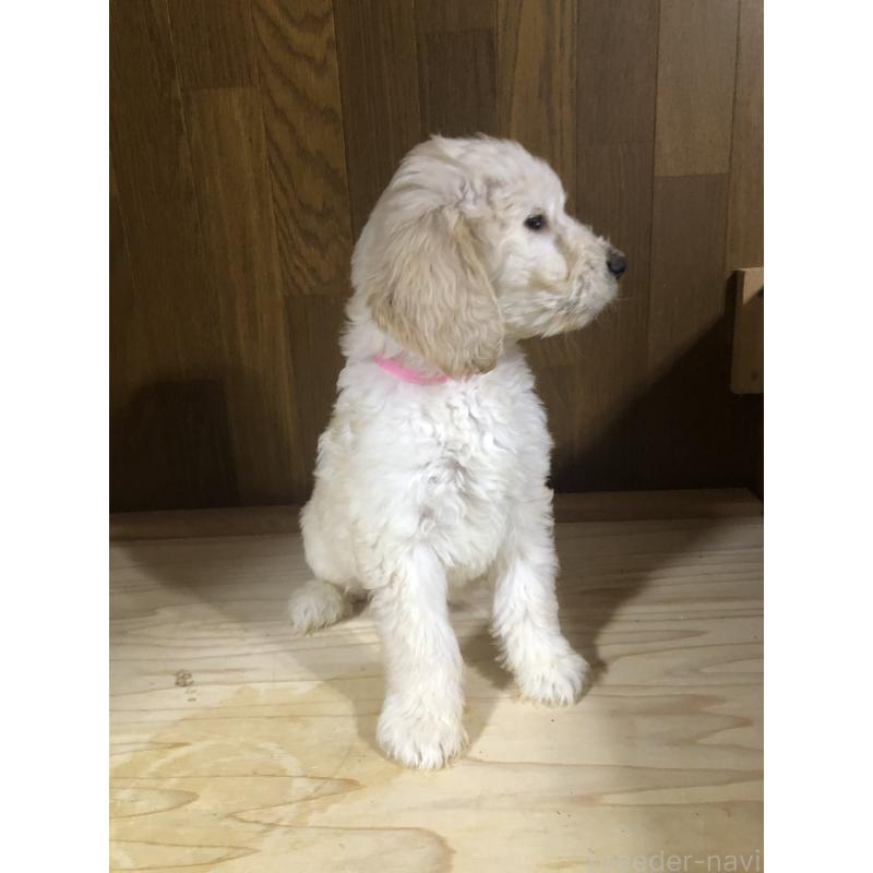 販売中の兵庫県のゴールデンドゥードル:ゴールデンレトリーバー×プードル-444205の11枚目