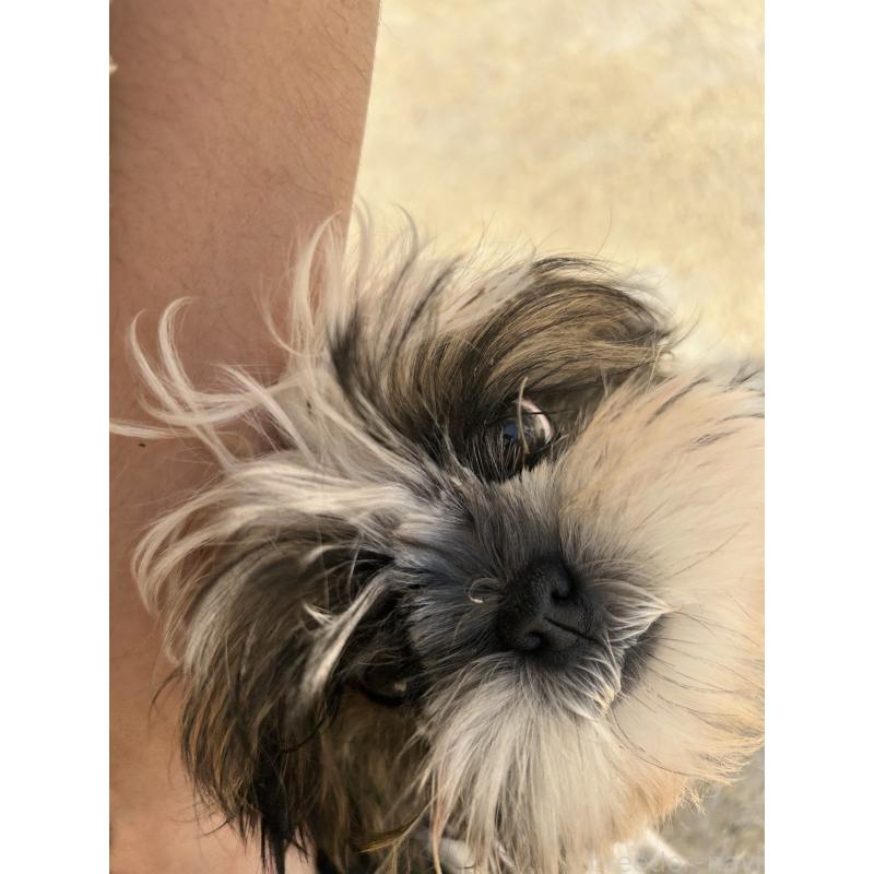 販売中の兵庫県のシーズー-426680の2枚目